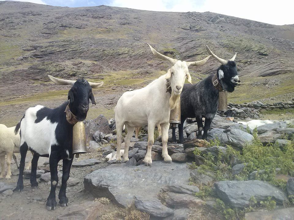 cabras
